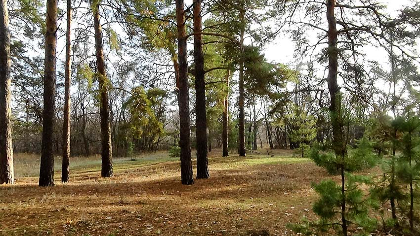 В Волгоградской области патрули отправились в хвойные леса