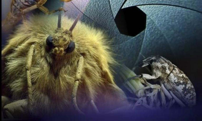 В Камышине любители начали рассматривать «портреты» жучков в музее