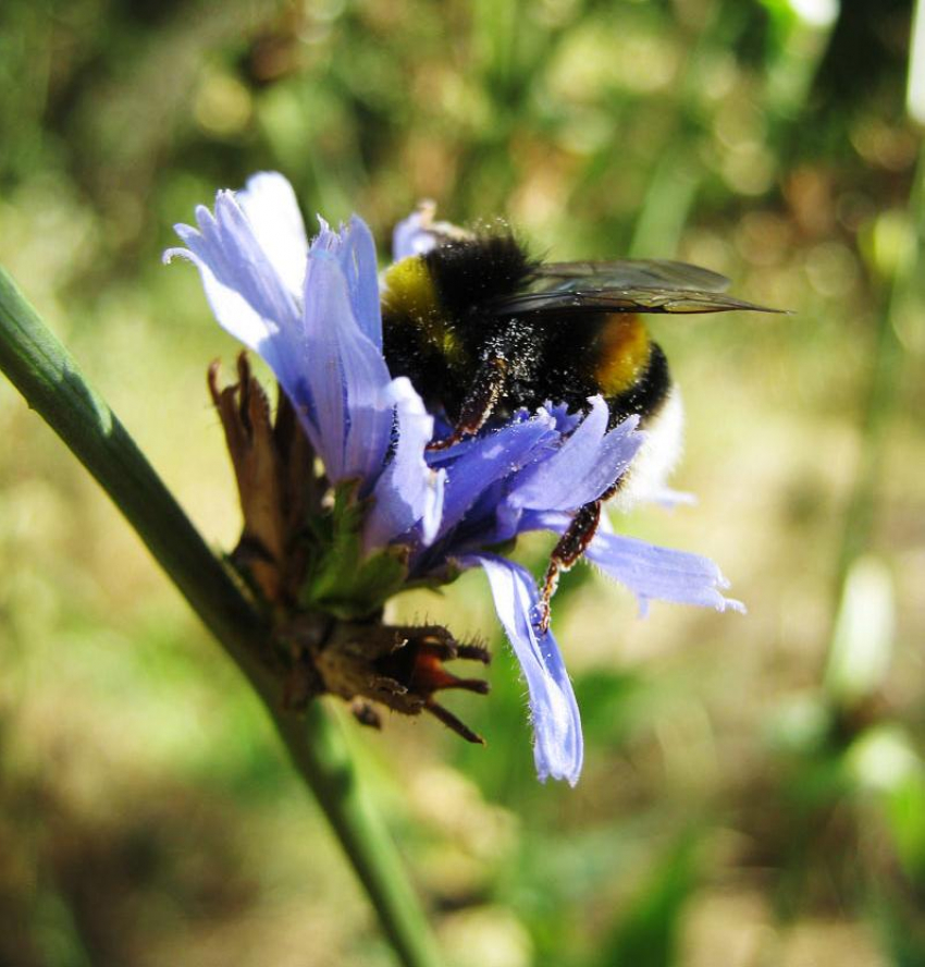 Предсказанные в Камышине синоптиками на сегодня, 24 августа, дожди, в основном,  уже прошли ночью