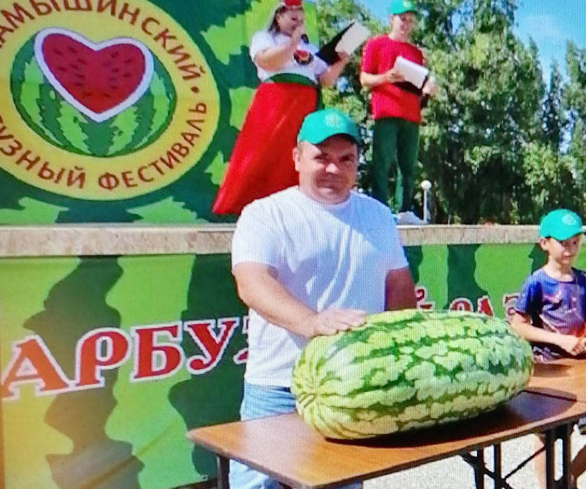 Камышинский бахчевод Алексей Степанов и его 50-килограммовый плод стали сенсацией Арбузного фестиваля