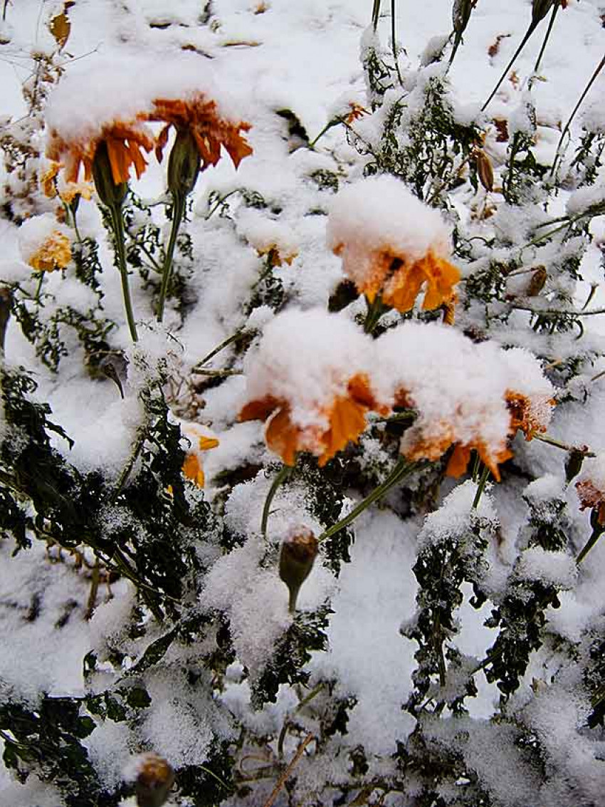 Синоптики предсказывают метель в Волгоградской области в начале недели