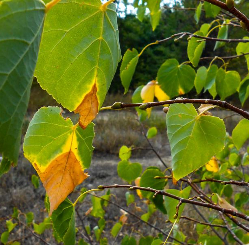 В дальнем селе Камышинского района поезд задел пастуха - насмерть