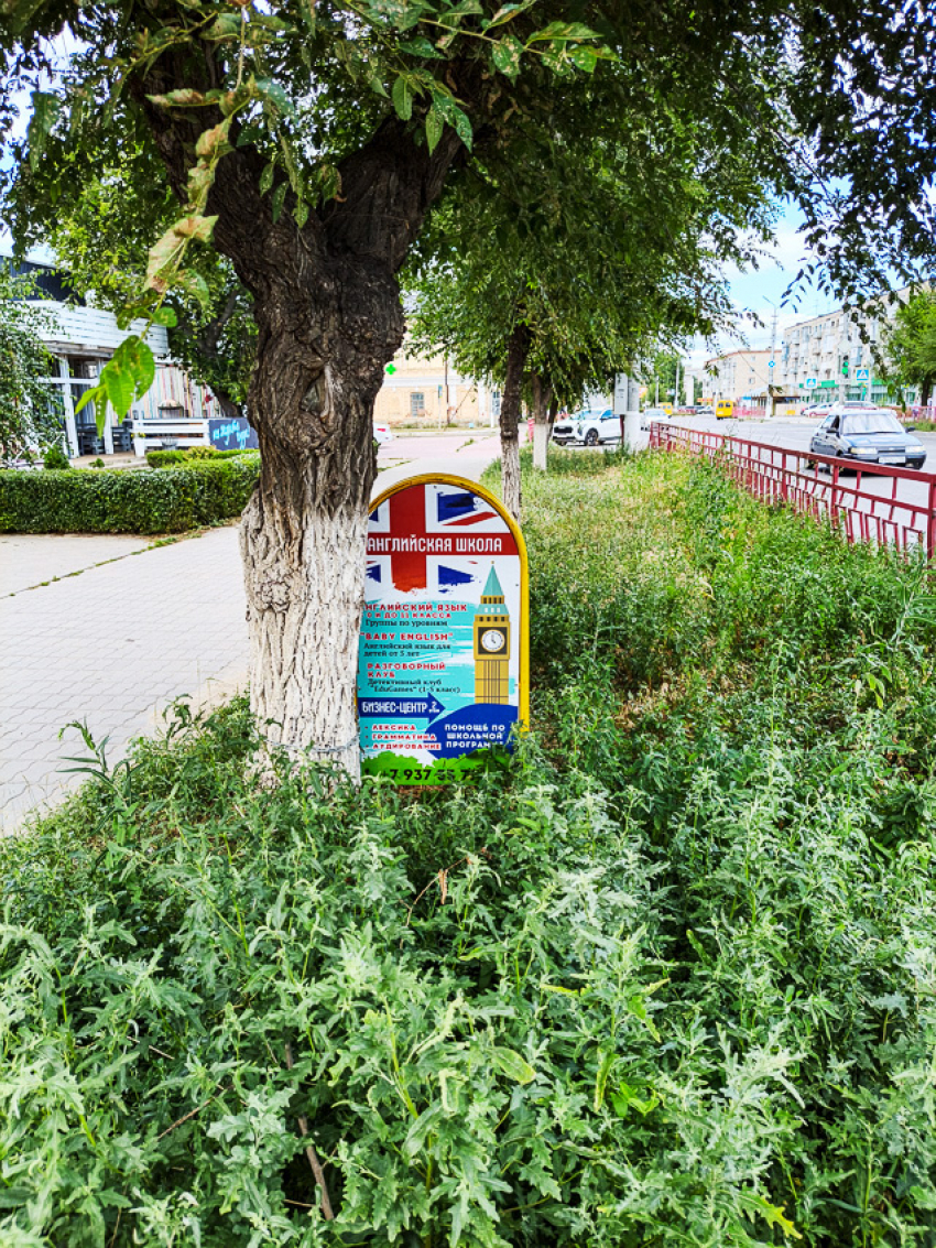 В Камышине в центре города рекламные аншлаги тонут в вымахавших сорняках