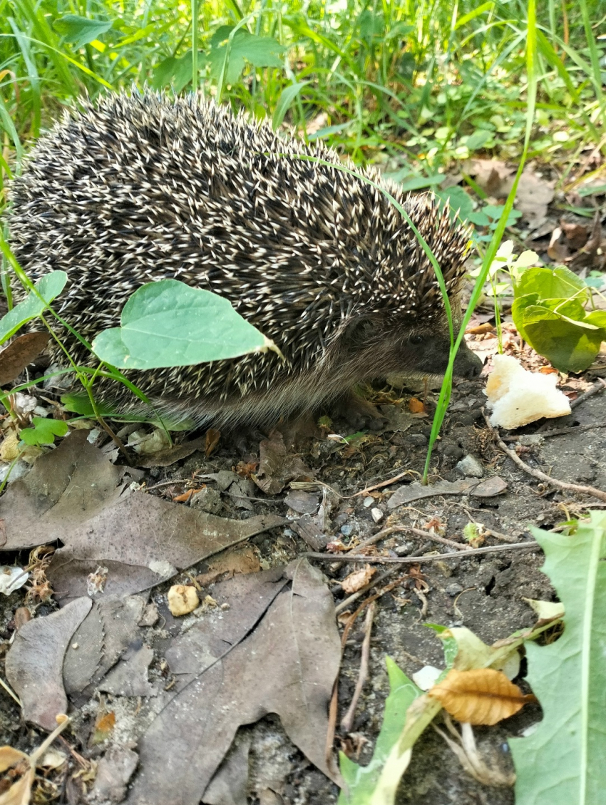 Водители, не давите ежиков! - камышанка