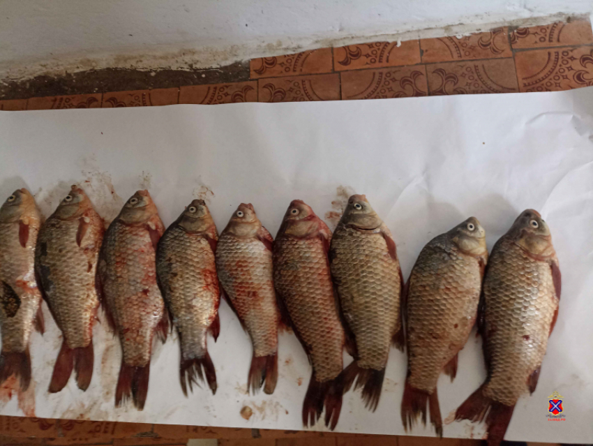 Браконьерская рыбалка может потянуть на срок до пяти лет для жителей Волгоградской области