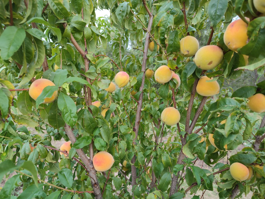 В Камышине местные персики подешевели до 150 рублей за килограмм