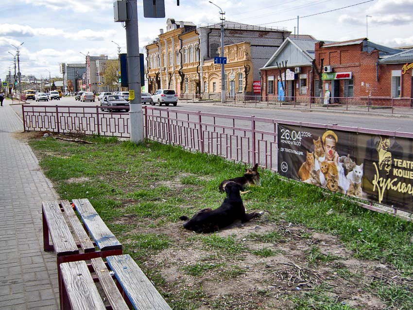 Когда же подрядчик начнет отлов бездомных собак хотя бы на центральных улицах Камышина? - камышанка