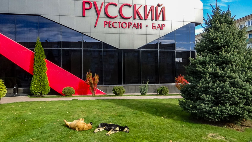 Когда у нас бездомные псы перестанут резвиться на центральных улицах? - камышанка