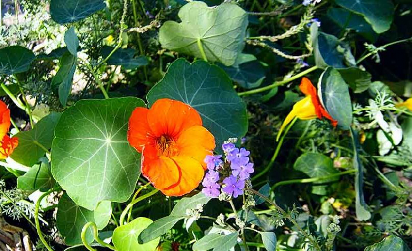 Юго-восточный ветер сохранит в Камышине долгое «бабье лето", но дожди и похолодание уже не за горами