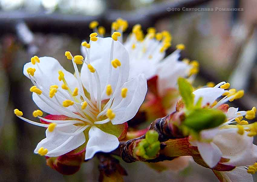 После холодного марта синоптики гарантируют камышанам теплый апрель