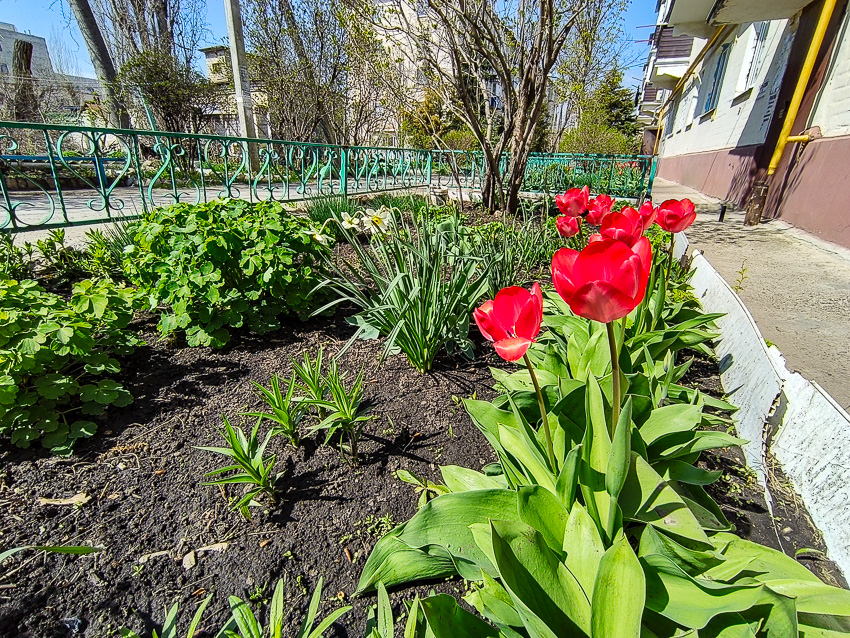 Бал тюльпанов наполнил Камышин маршами весны