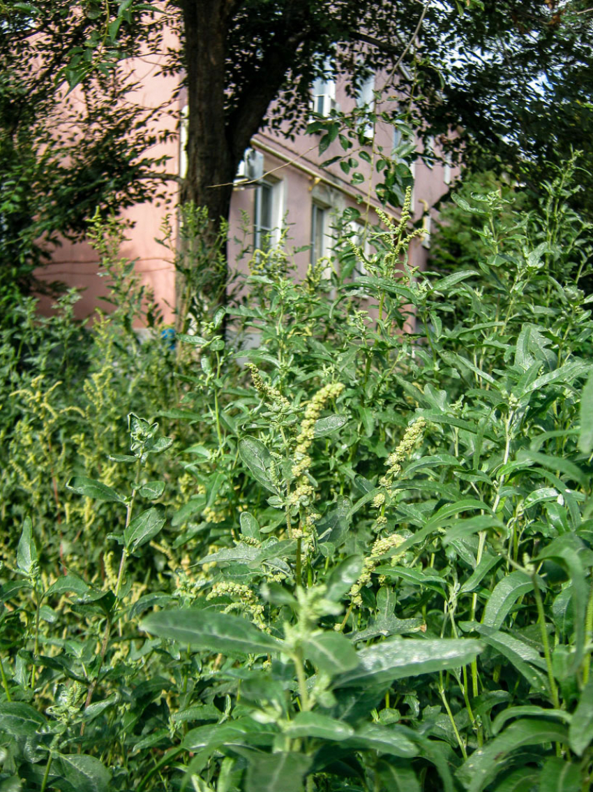 В Камышине дети скоро начнут теряться в зарослях амброзии! - камышанка