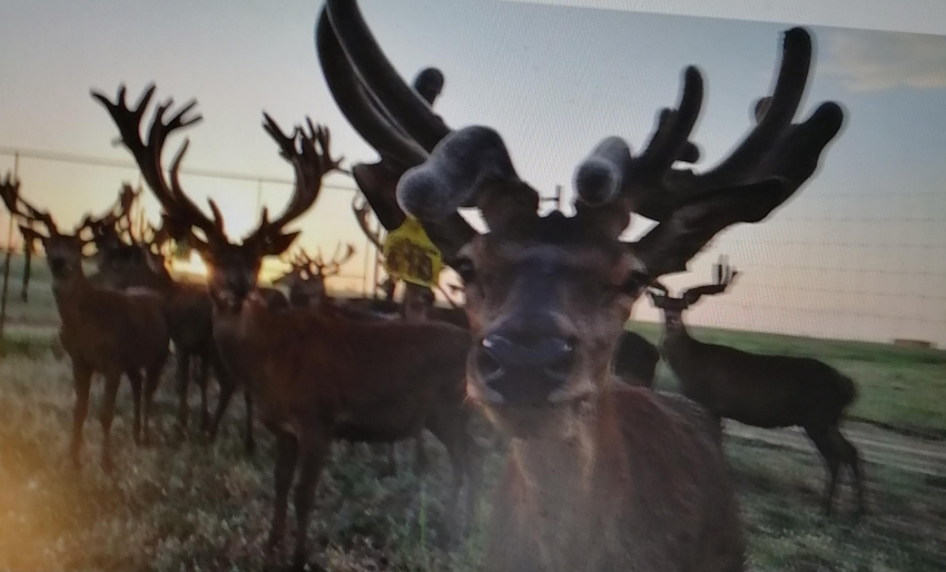 У трассы Камышин - Волгоград вышли на прогулку... беременные олени
