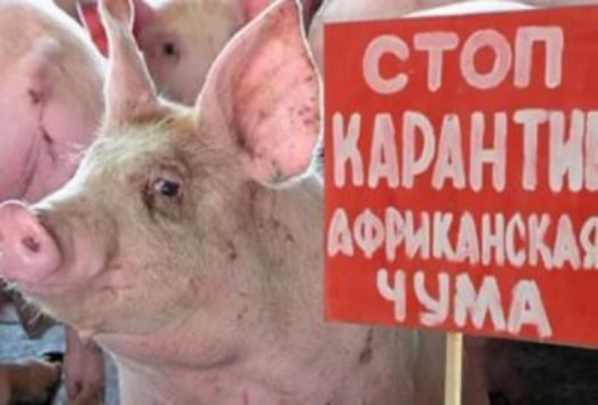 615 свиней больных африканской чумой были отчуждены и убиты, в Камышинском районе мероприятия завершены