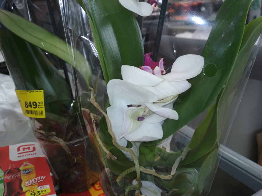 В Камышине в магазины «Магнит» с прицелом на 8 Марта завезли орхидеи по цене летнего платья