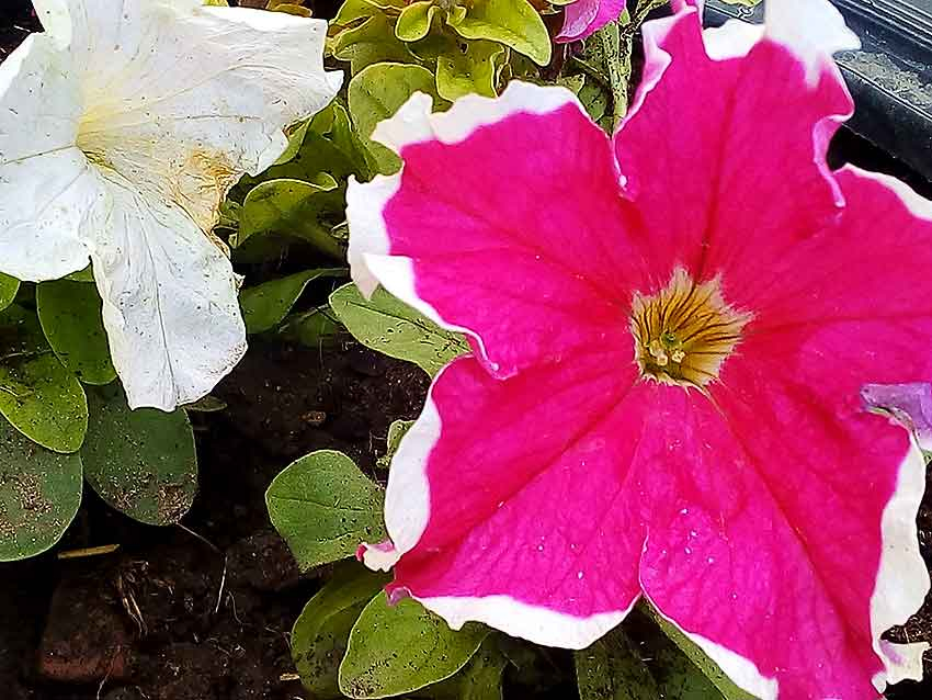 В Камышин нагрянуло настоящее лето