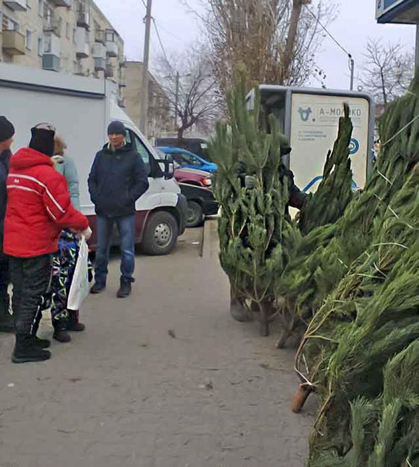 Администрация Камышина, наконец, сообщила горожанам, когда и где откроются елочные базары