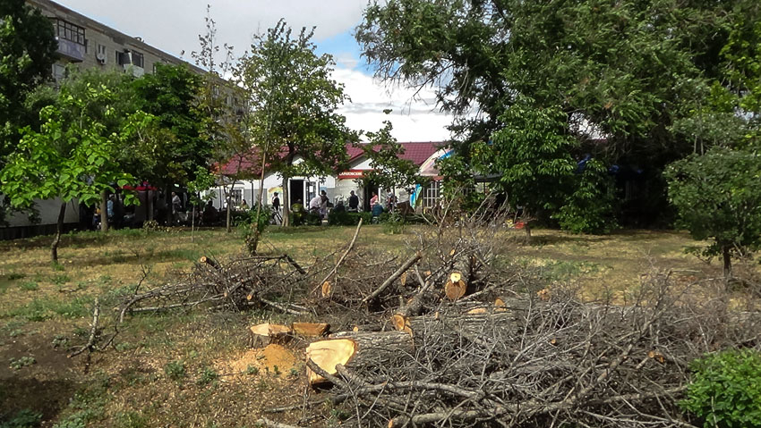 Уж не для расширения ли рыночного «пятачка» у «Победы» нарубили пней? - камышанка