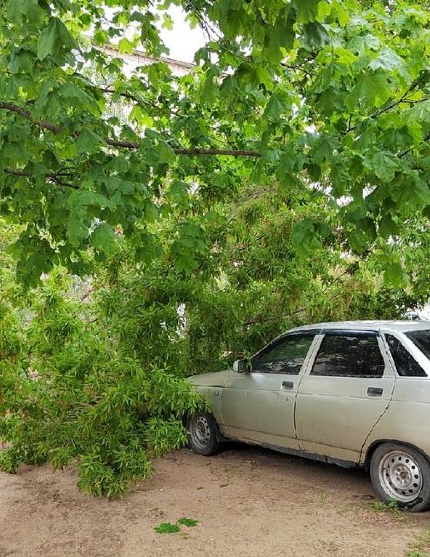 Почему пользователи не пожалели владельца автомашины, на которую упало  дерево в Камышине