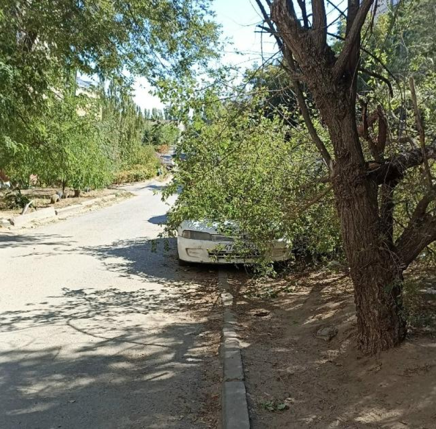 Кто уберет рухнувшее на машину дерево в Камышине?