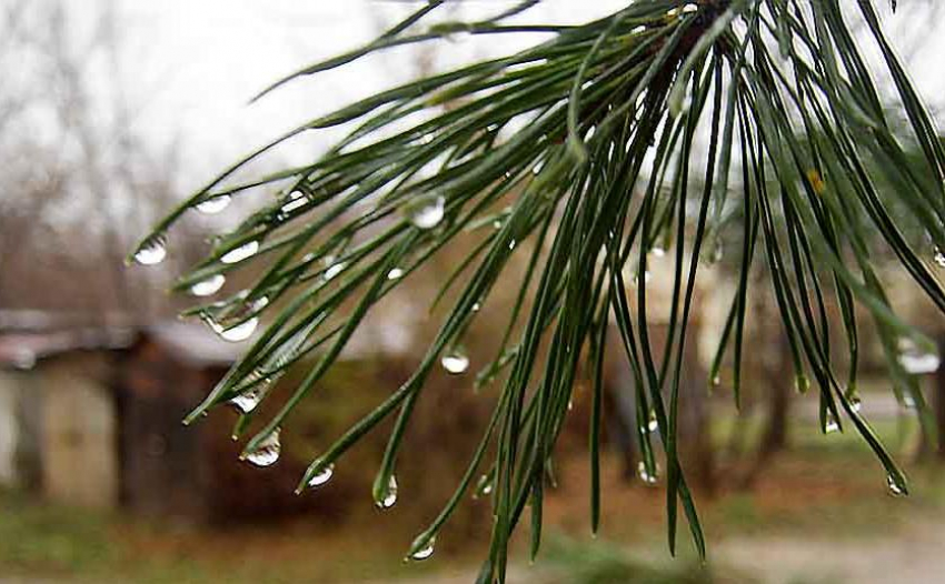 Моросящий дождь и +3: декабрьская «весна» продолжится в Камышине в самый короткий день года