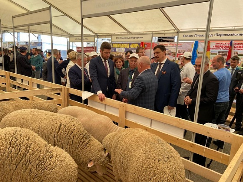 Волгоградских племенных овец показали на всероссийской выставке