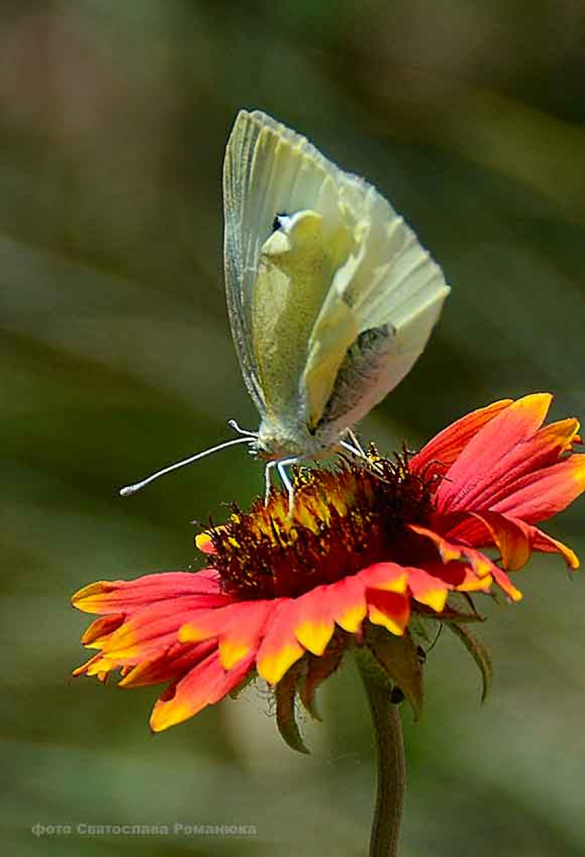 Камышан в ближайшие дни ждет 33-градусная жара
