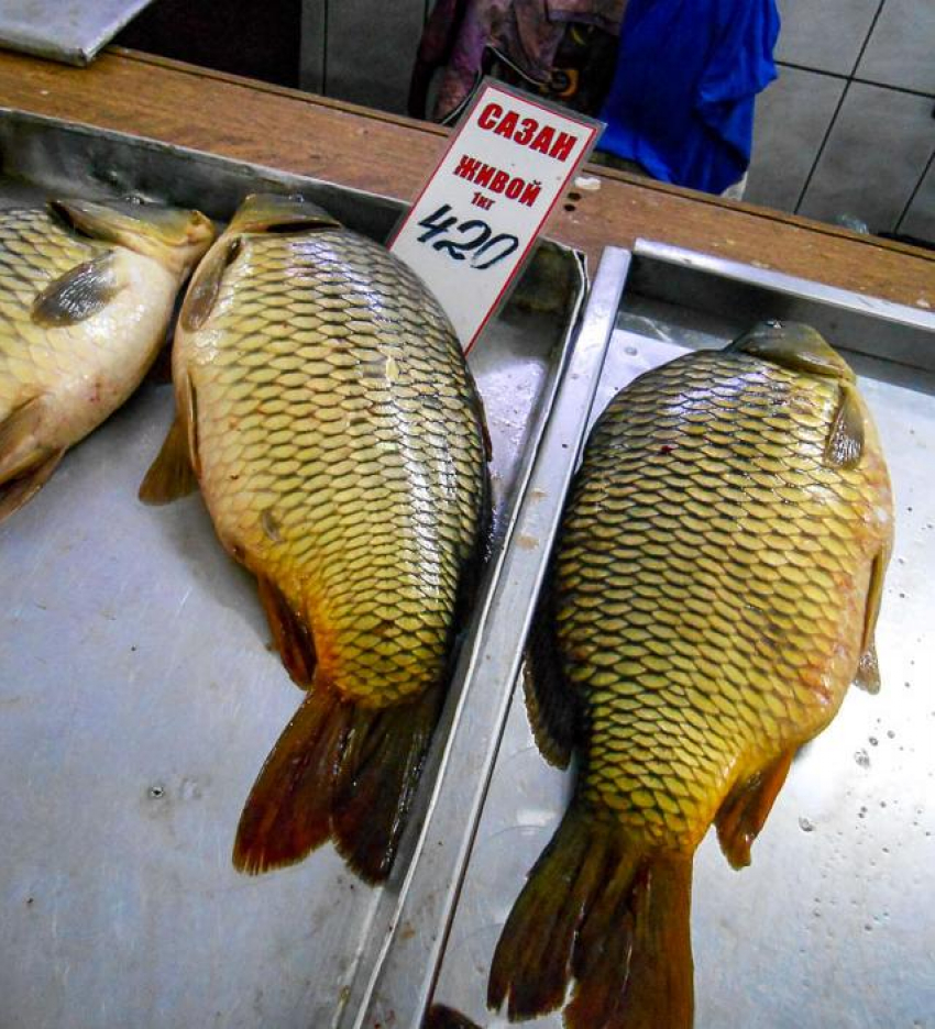 На камышинском рынке сазан приблизился по цене к свинине «на ребрышках"