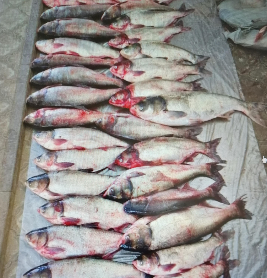 В Волгоградской области фигурантов «рыбного дела» посадили под домашний арест