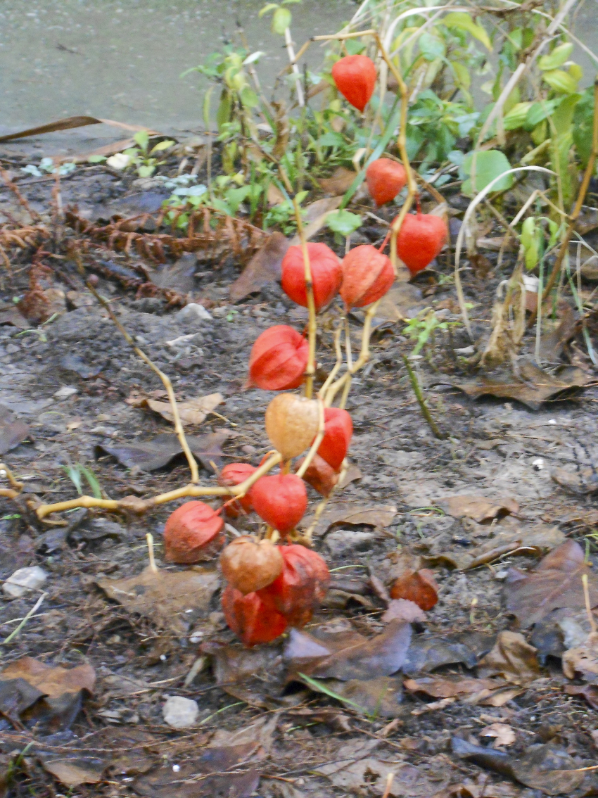В Камышине в последний день осени все еще будут держаться плюсовые температуры (ВИДЕО)