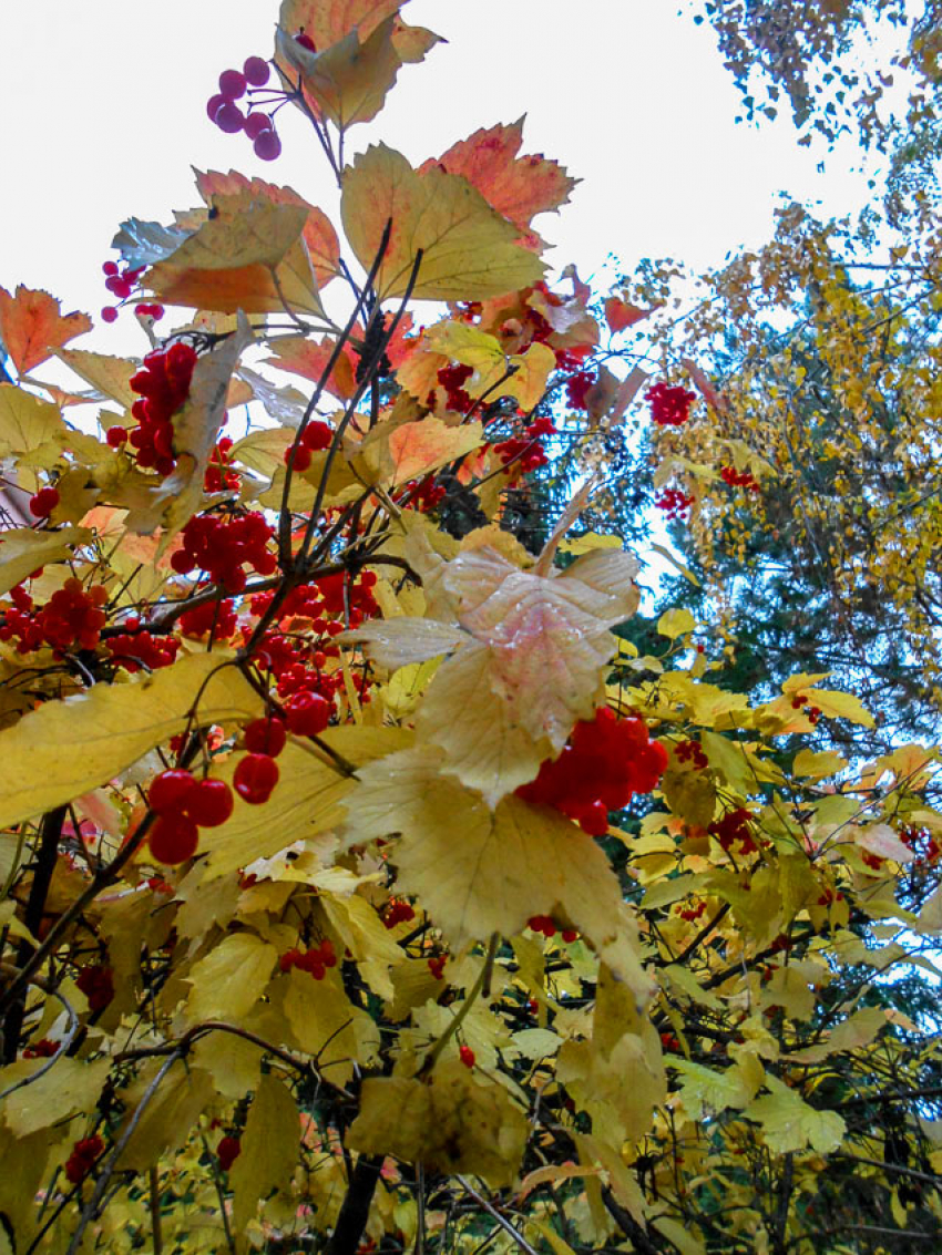 Новая волна осеннего тепла будет определять погоду в Камышине в конце недели