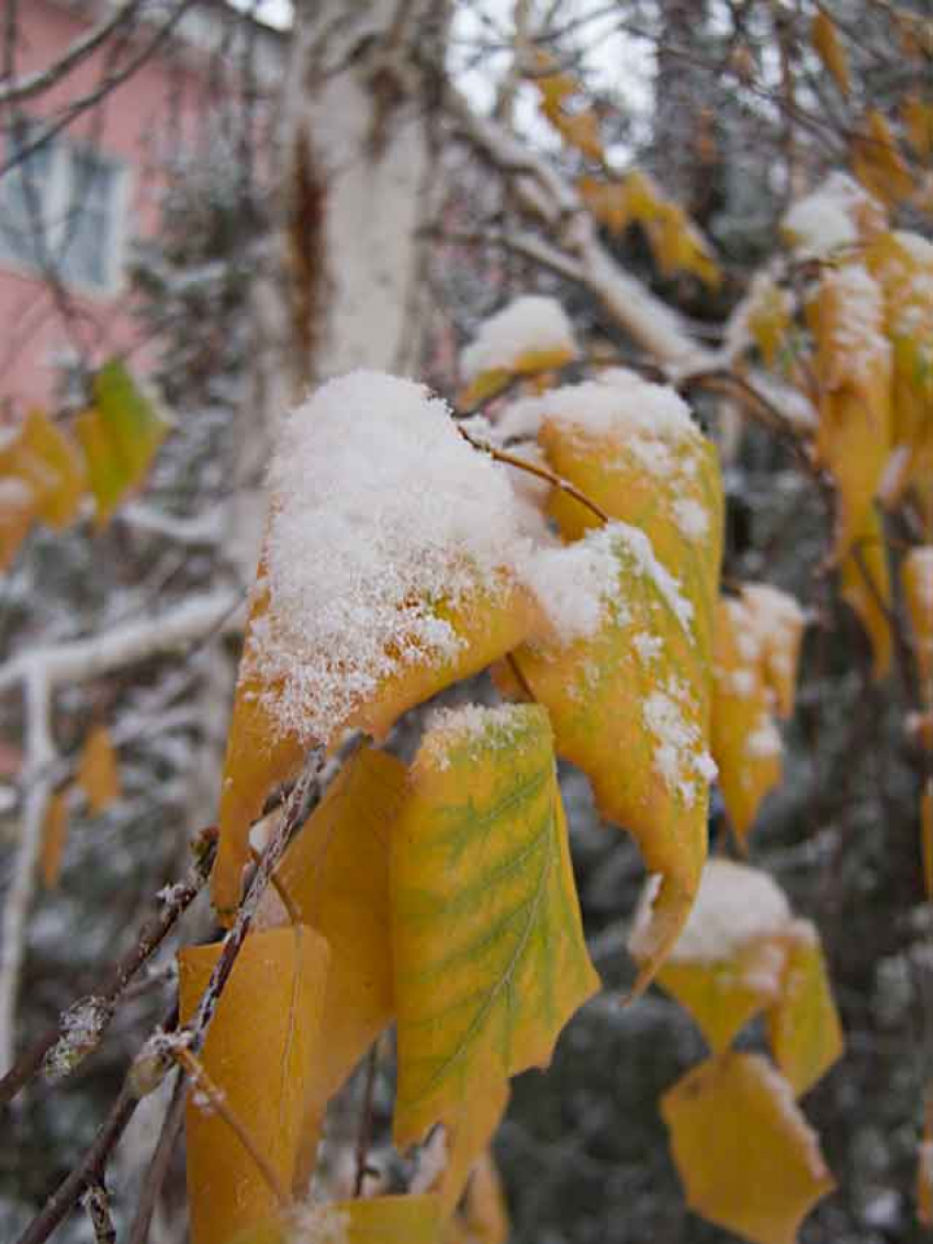 В Камышине мороз ослабеет на пару градусов