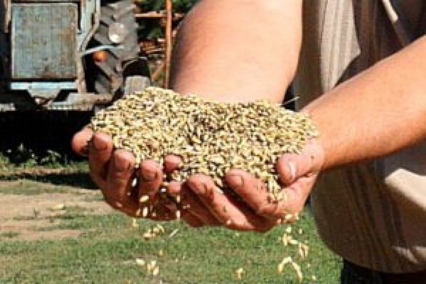 Зерновой рынок озвучил обнадеживающие цены на продукцию камышинских сельхозтоваропроизводителей