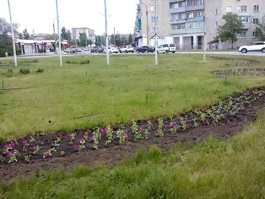 Озеленители «Благоустройства» начали высаживать цветники в Камышине