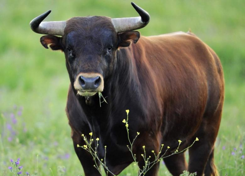 Разъяренный бык, которому не дали завершить любовь с коровой, забил до смерти пастуха