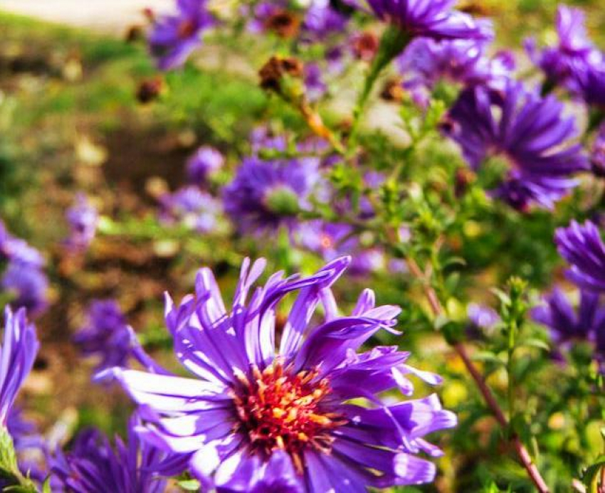 Теплый и солнечный день обещают синоптики камышанам сегодня, 9 ноября