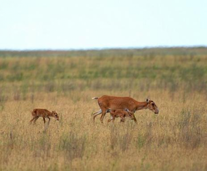 В Волгоградской области решили «протянуть руку помощи» реликтовой «золотой» антилопе - сайгаку
