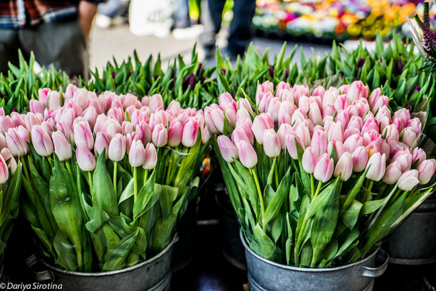 В Камышине перед 8 Марта открылись цветочные рынки