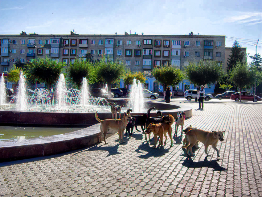 Почти половина опрошенных жителей Волгоградской области оправдывают травлю бездомных собак ядами