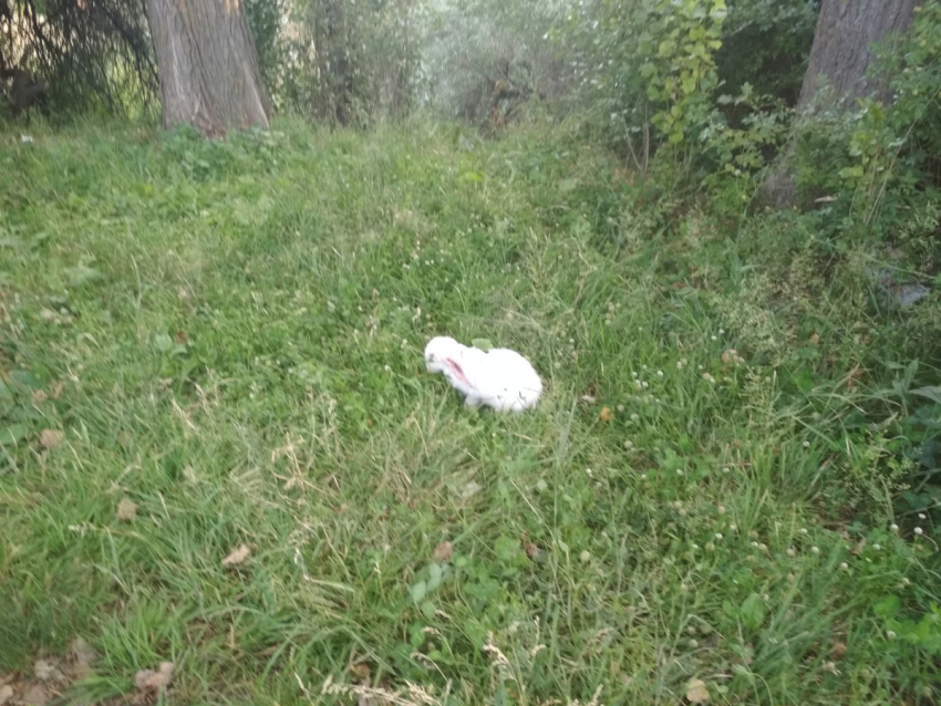 В кустах у камышинского родника прописался кролик