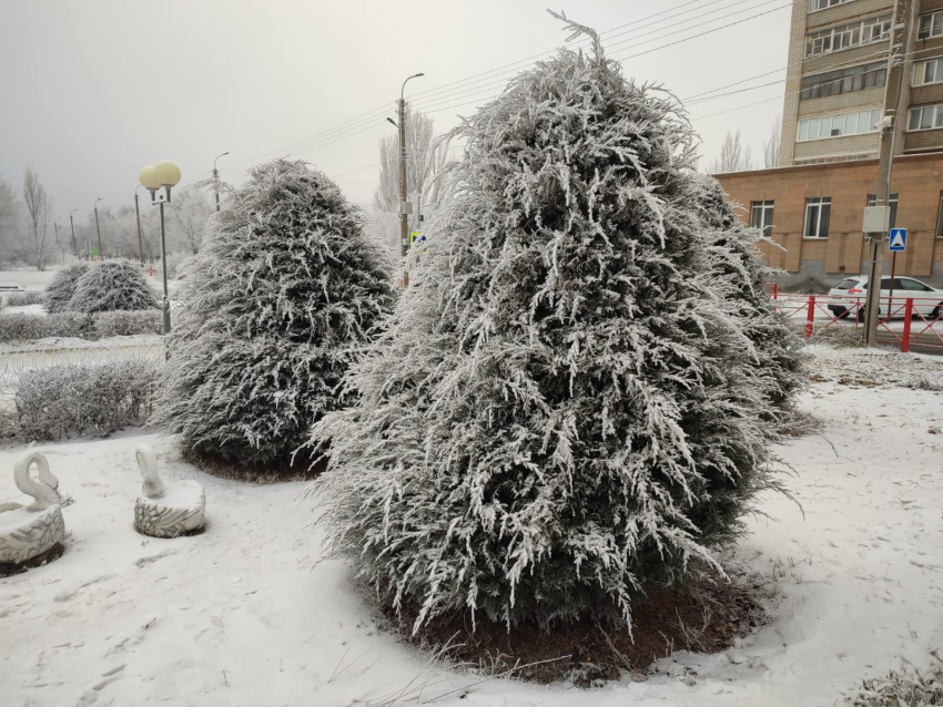 Легкий морозец без снега: погода в Камышине 29 декабря