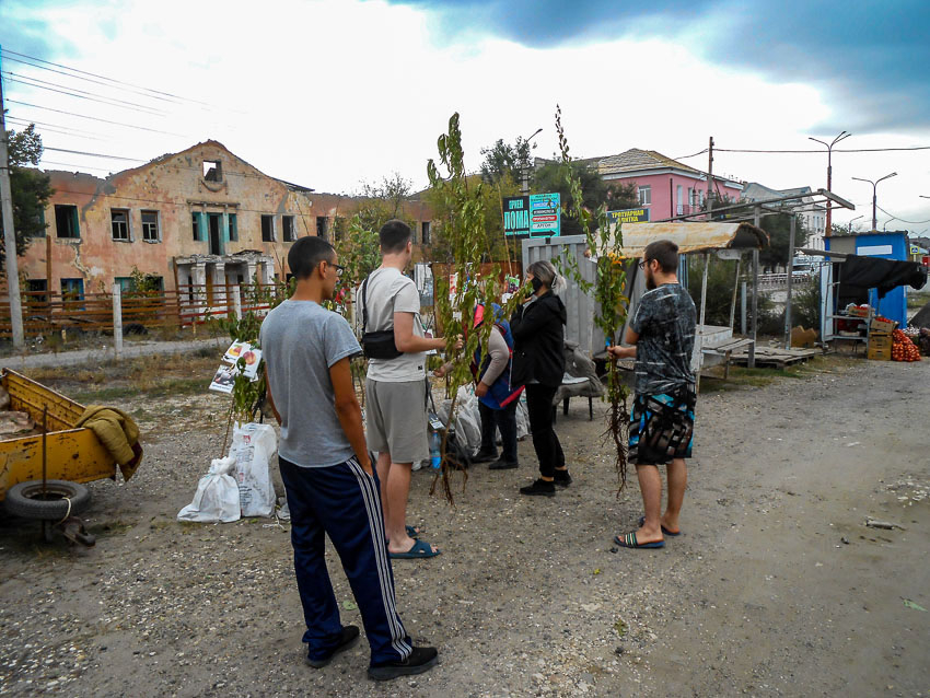 В Камышине оживились рынки фруктовых саженцев, но горожане понимают, что покупают «кота в мешке"