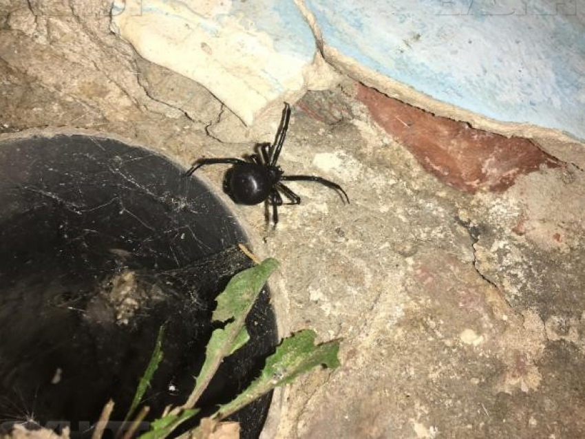 Волжанин встретил смертельно ядовитого паука около жилого дома: всем осторожно!