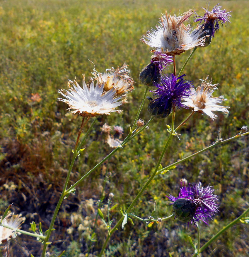 "Ритуальщик» украл айфон у покойника