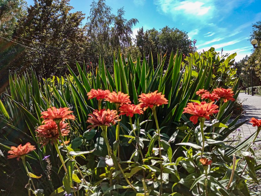 В Камышине сегодня тепло, как в начале «бабьего лета"