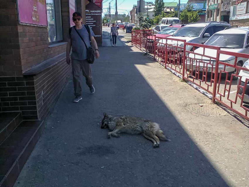 Камышане рассказывают, как в одиночку отбиваются от бродячих собак, а в администрации советуют писать заявки об отлове лично главе города