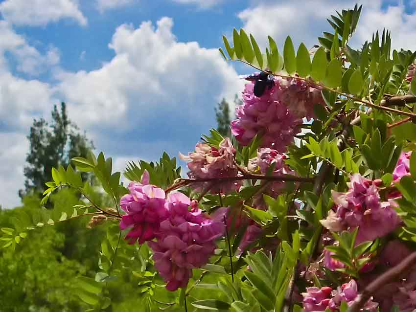 Для работающих камышан в июне предстоят две недели с тремя выходными в каждой