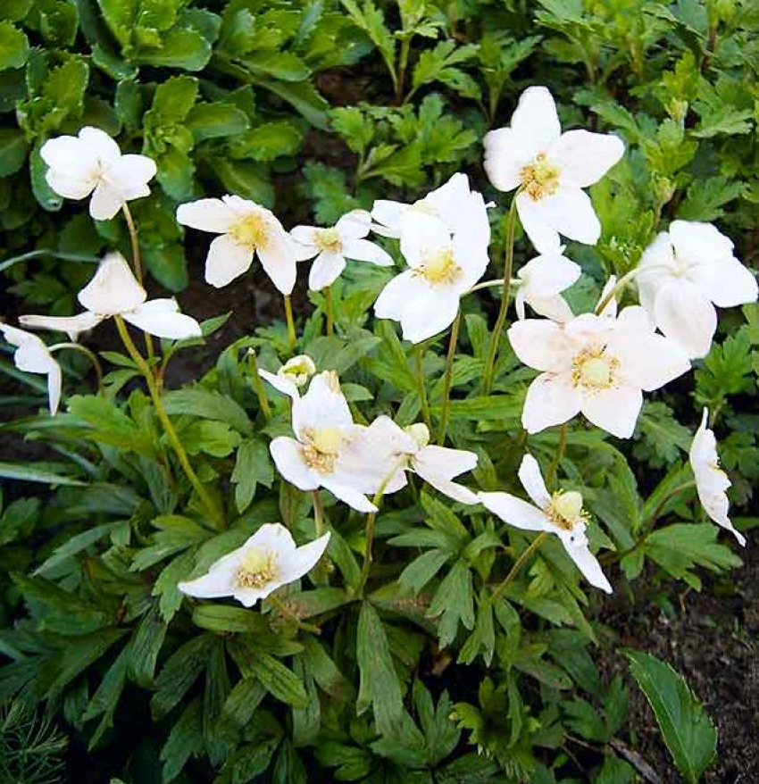 Сегодняшняя ночь стала в Камышине самой холодной в мае, но день будет относительно теплым