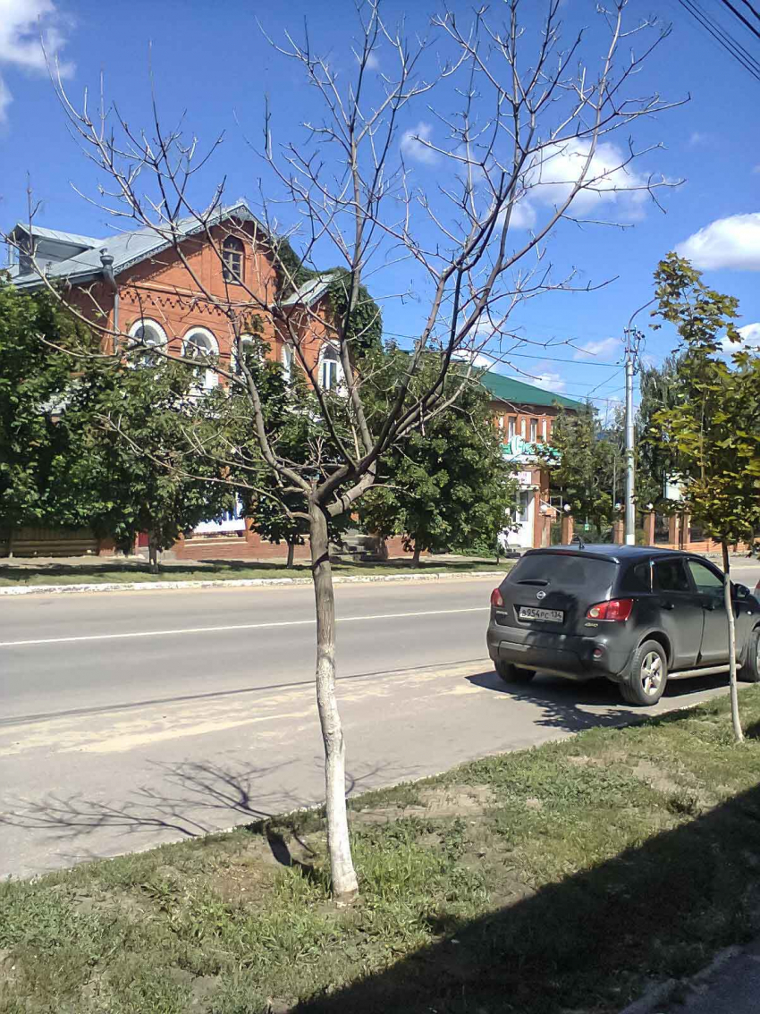 В Камышине на центральной улице деревья желтеют и погибают совсем