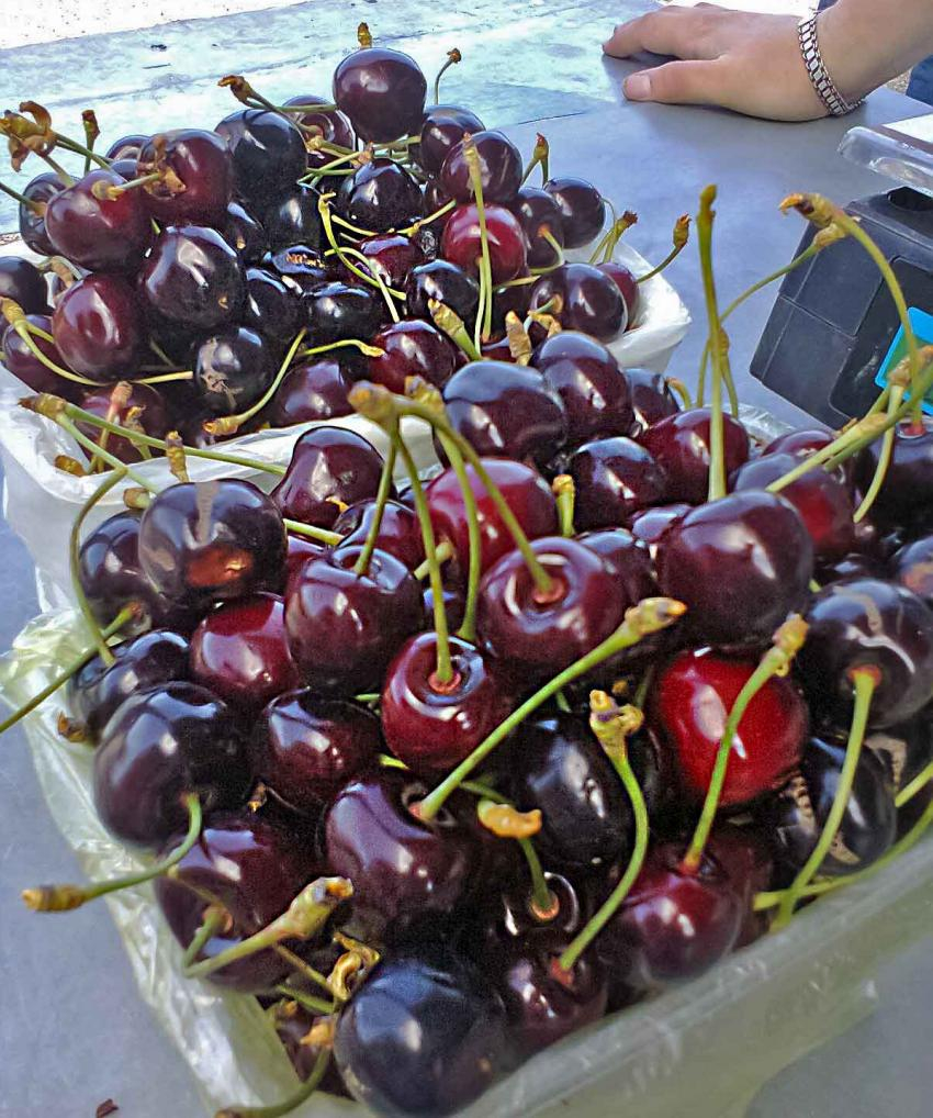 На камышинских рынках появилась упругая и сладкая местная черешня